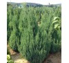 Можжевельник китайский  Стрикта (Stricta) С 2,5